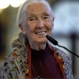 Jane Goodall a consacré une grande partie de sa vie aux primates sur le terrain. En mai dernier encore, elle participait à une conférence en Espagne (ci-contre). KEYSTONE/EPA EFE/JORGE ZAPATA
